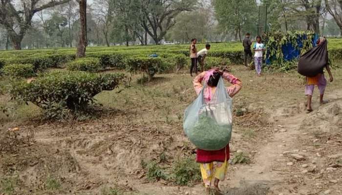 চিতাবাঘের আতঙ্কে সন্ত্রস্ত মানাবাড়ি চা-বাগান