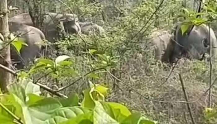 আচমকা ৩৫ টি হাতি চা-বাগানে! আতঙ্কিত শ্রমিকেরা দৌড়লেন কাজ ছেড়ে