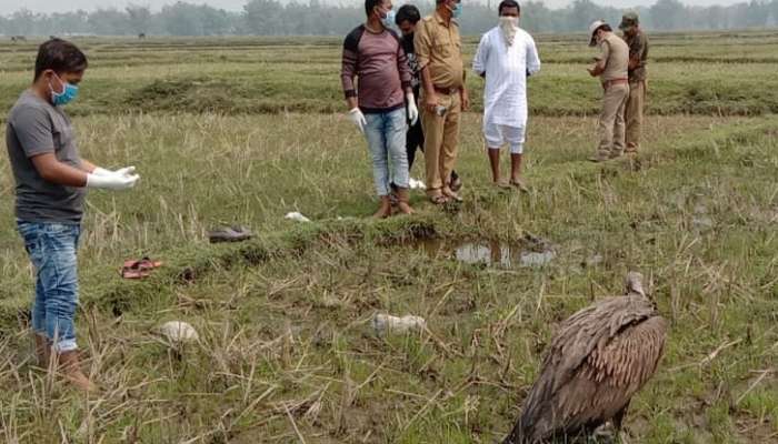 ১৬টি শকুনের মৃত্যু মালবাজারে, অসুস্থ আরও ২৪