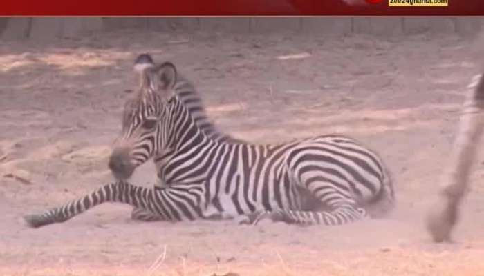 Alipore Zoo finds child Zebra 