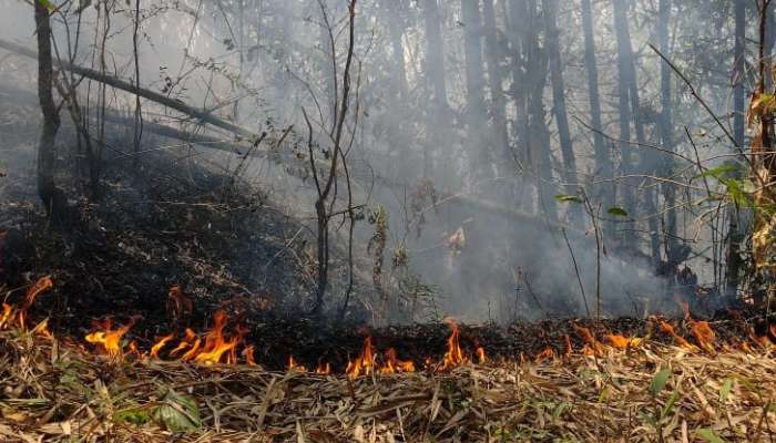 জঙ্গলে আগুন, নেভাতে ঝাঁপিয়ে পড়েছেন এলাকাবাসী