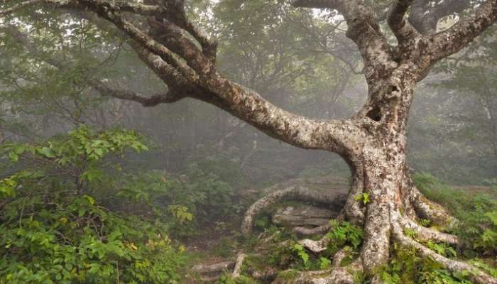 ভূতুড়ে: বুক, থুড়ি শিকড় ভরে শ্বাস নিচ্ছে গাছ; ফুলে উঠছে গাছের তলার মাটি! 