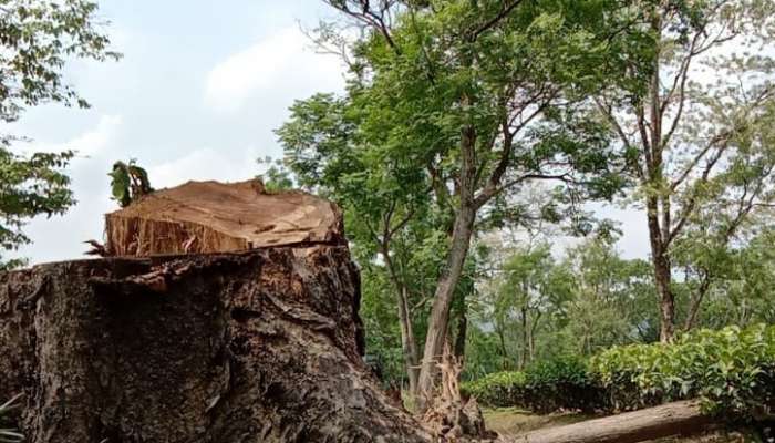 ঝড় ও শিলাবৃষ্টিতে প্রচুর ক্ষতি হয়েছে চা-বাগান এলাকার, ভেঙেছে গাছ