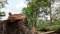 ঝড় ও শিলাবৃষ্টিতে প্রচুর ক্ষতি হয়েছে চা-বাগান এলাকার, ভেঙেছে গাছ