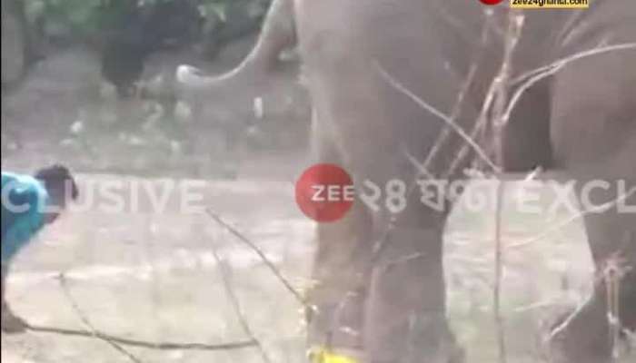 EXCLUSIVE: Video of teasing an elephant in Shalbani is viral