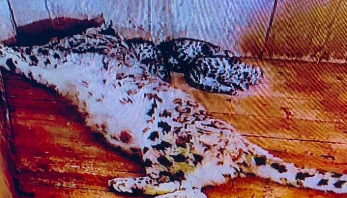 Snow Leopard &#039;মর্নিং&#039; জন্ম দিল একটি শাবকের