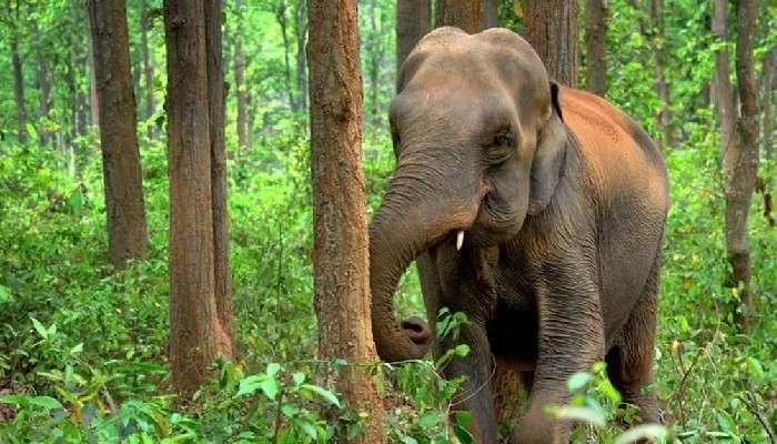  তাণ্ডব-মত্ত হাতি মমতাভরে রক্ষা করল পাখির বাসা