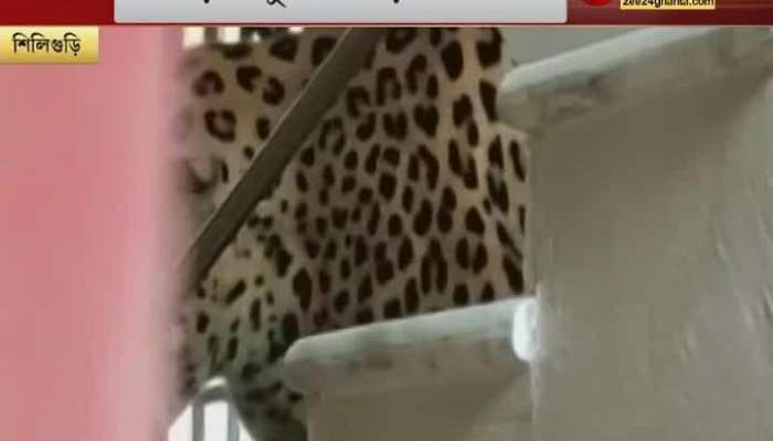 Leopard at House in siliguri 