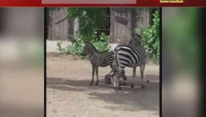 A Zebra gives birth baby zebra at Alipore Zoo 