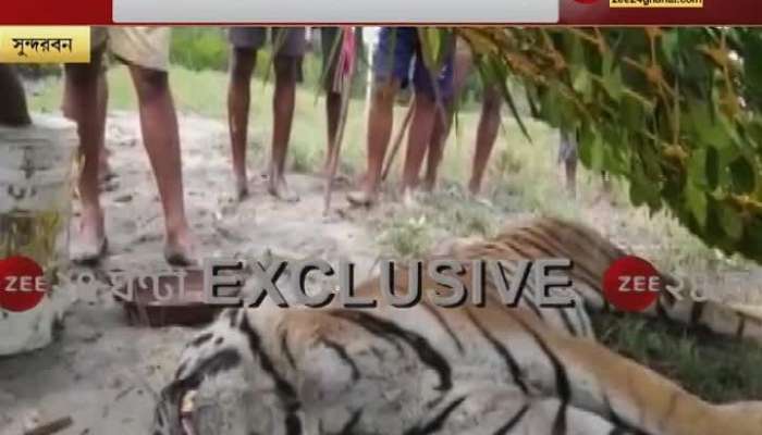 Royal BENGAL Tiger dies at Sundarbans