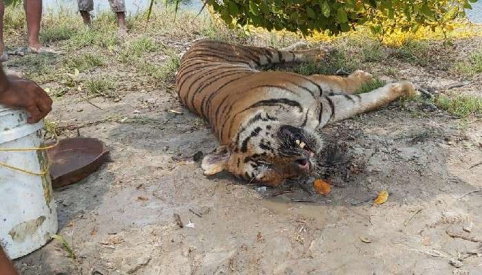 সজনেখালি নিয়ে যাওয়ার পথেই মৃত্যু অসুস্থ রয়্যাল বেঙ্গল টাইগারের