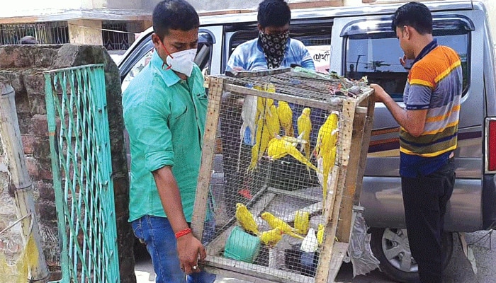 বাংলাদেশে পাচারের ছক, স্বরূপনগর থেকে উদ্ধার কয়েক লক্ষ টাকার বিরল প্রজাতির পাখি