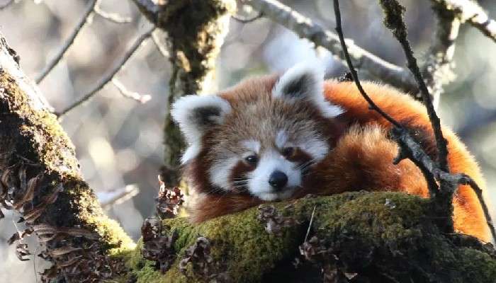 Darjeeling Zoo-তে জন্ম নিল শিশু Redpanda