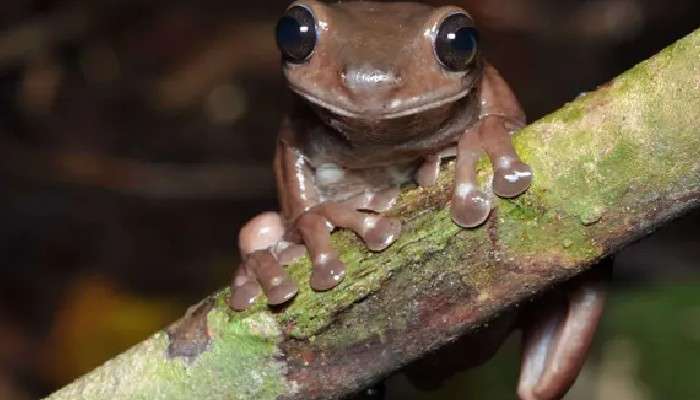 New Guinea-তে মিলল &#039;চকোলেট ব্যাঙ&#039;! অবাক করার মতো?