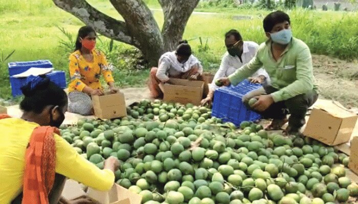 এক ক্লিকেই মিলবে হিমসাগর-ফজলি-ন্যাংড়া, অনলাইনে আম বিক্রি শুরু মালদহে