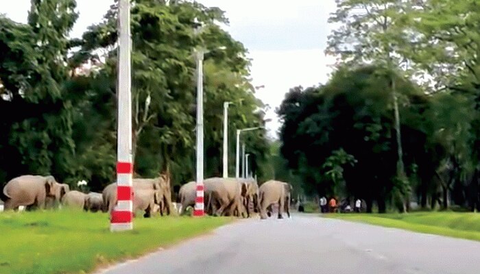 আচমকা ঢুকে পড়ল হাতির পাল, আতঙ্ক ছড়াল সেনা ছাউনিতে