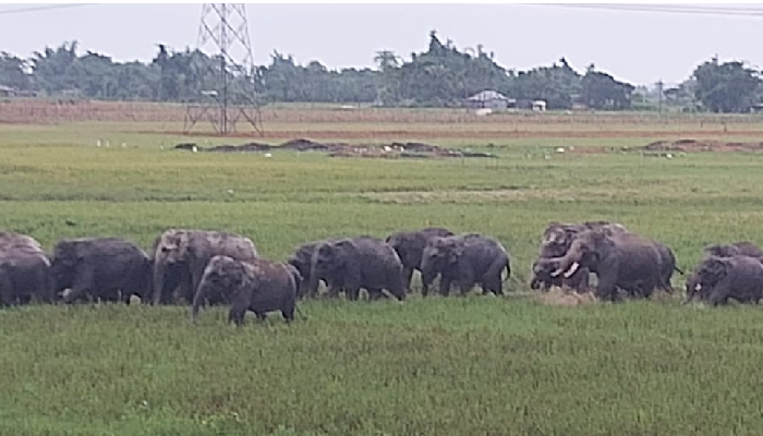  ফের লোকালয়ে হাতির দল, ত্রস্ত এলাকাবাসী