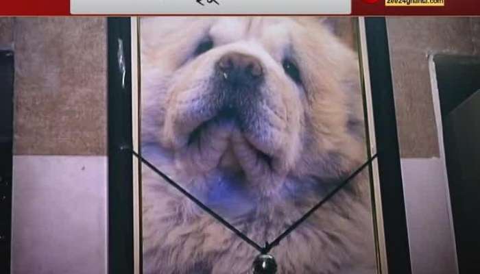 Controversy over the death of a pet, what experts say