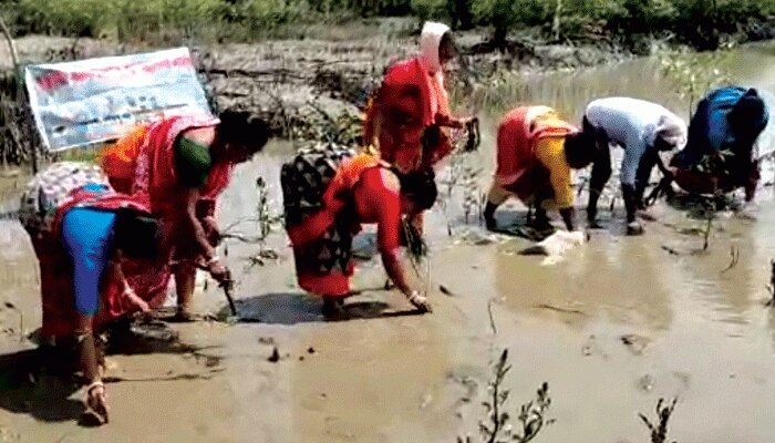 ইয়াসে তছনছ এলাকা, গ্রাম বাঁচতে ম্যানগ্রোভ চারা রোপণে এগিয়ে এলেন ঝড়খালির মহিলার