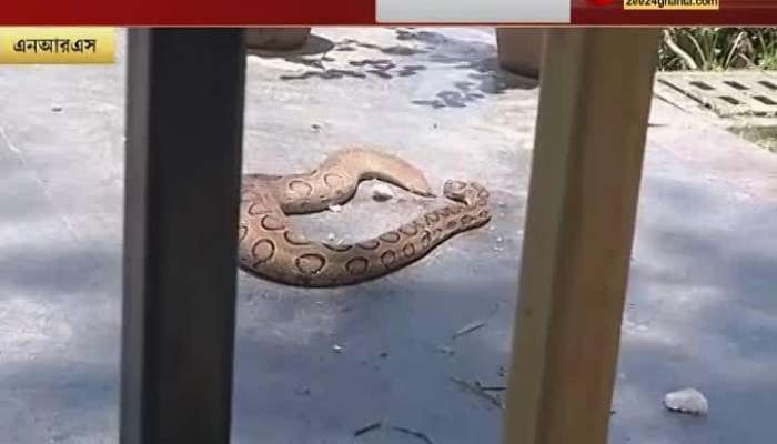Chandrabora snake in NRS hospital! Earlier in the day, snakes were rescued, locals panicked Latest News | Snake