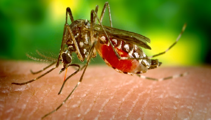 এপ্রিলেই ভয়াবহ আকার নিয়েছে Zika Virus, কোভিডের জন্য পরীক্ষাই হয়নি, জানালেন চিকিৎসকরা