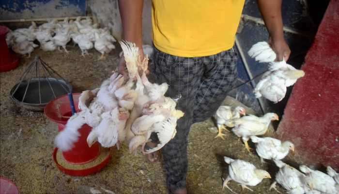  নয়া আতঙ্ক! ভারতে Bird Flu-তে আক্রান্ত হয়ে মৃত্যু ১২ বছরের কিশোরের