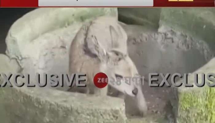 Darjeeling Zoo Update: New guest in the mountains, endangered Goral cub is born in Kurseong | Goral