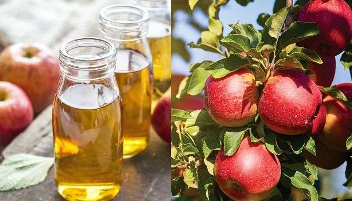 দ্রুত ওজন কমাতে Apple Cider Vinegar খান? কিন্তু  এই ভুলগুলি কখনোই করবেন না