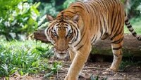 International Tiger Day 2021: 'ওদের বেঁচে থাকা আমাদের হাতে'
