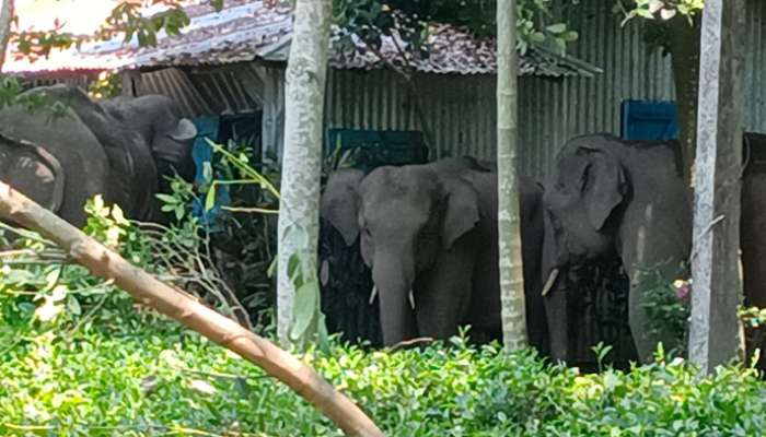 North Bengal: হাতির তাণ্ডবে তছনছ জলপাইগুড়ি, ভীত স্বন্ত্রস্ত গোটা গ্রাম