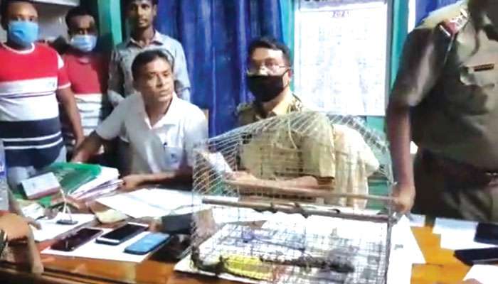 Alipurduar: অসম-বাংলা সীমান্তে গাড়িতে তল্লাশি, সিটের তলা থেকে বেরিয়ে এল ৪ তক্ষক