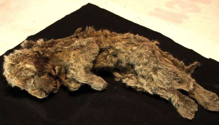 Arctic Lion Cub: ২৮ হাজার বছর আগের সিংহশাবক বরফের নীচে অবিকল