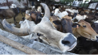Assam beef sale ban: মন্দিরের আশেপাশে গোমাংস বিক্রি নয়, সিদ্ধান্ত অসম সরকারের