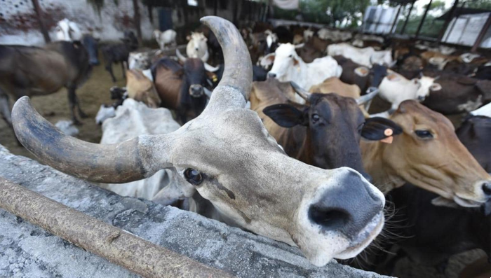 Assam beef sale ban: মন্দিরের আশেপাশে গোমাংস বিক্রি নিষিদ্ধ, কড়া সিদ্ধান্ত অসম সরকারের