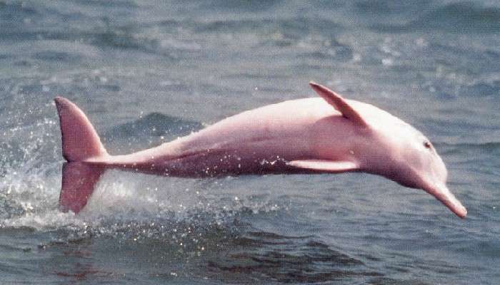 Pink Dolphins: দক্ষিণ চিনে দেখা গেল গোলাপি ডলফিন! তাজ্জব বিশ্ব
