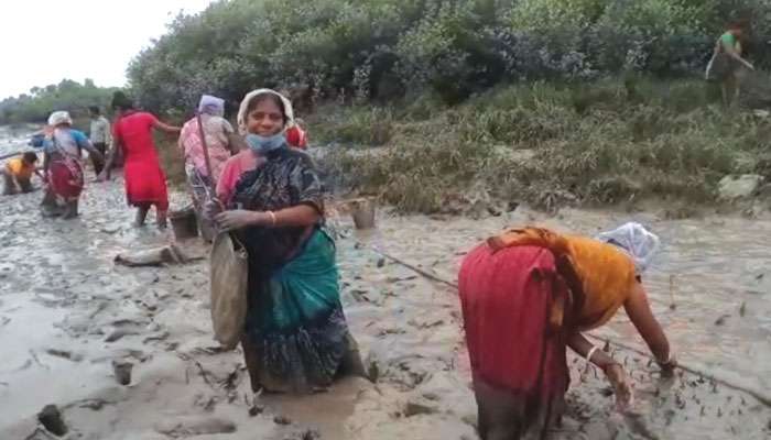 Canning: বাঁচাতে হবে সুন্দরবন, মাতলার চরে ২ লাখ ম্যানগ্রোভ বীজ রোপণে এগিয়ে এলেন মহিলারা