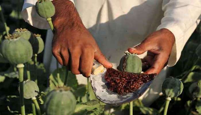  Afghanistan Opium  Cultivation:বিশ্ববাজারে আফিমের দাম ঊর্ধ্বমুখী! লাভবান হতে পারে তালিবান