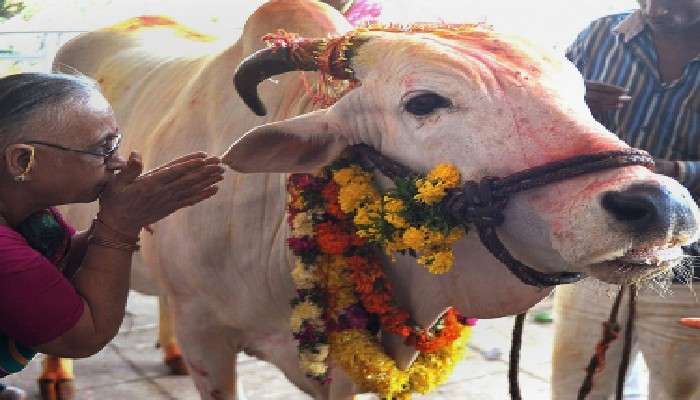  Allahabad: গরু&#039;ই হোক &#039;জাতীয় পশু&#039;, সুপারিশ হাইকোর্টের