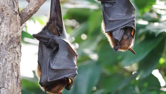 Nipah virus: করোনা আক্রান্ত কেরলে Nipah ভাইরাস হানা, মৃত্যু ১২ বছরের কিশোরের