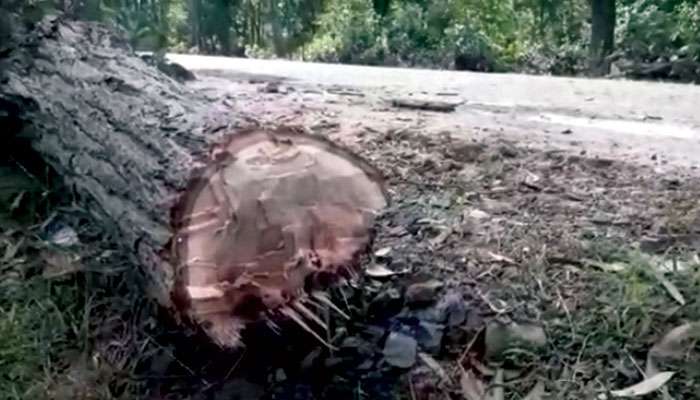 Midnapur: জঙ্গলে শালগাছ কেটে আটকানো হল রাস্তা,&#039;আতঙ্ক&#039; ছড়াল জামশোলে  