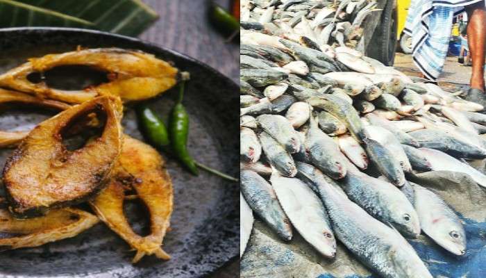 Hilsa Catch: বাঙালির পাতে মাত্র ২৫০ টাকায় ইলিশ! আপনারও কি চাই?