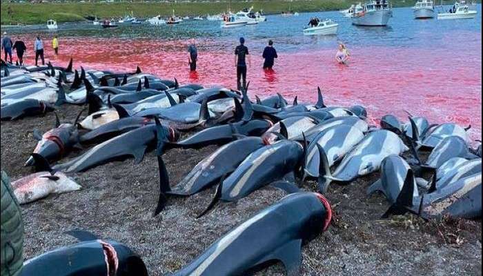  Faroe Islands: ১,৪০০ তিমি মৃত্যুতে অভিযুক্ত সরকার, বন্ধ হবে না শিকার 