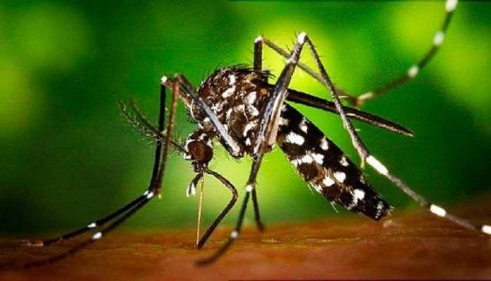 Mosquito Killer: Dengue, Malaria, Zika virus এর প্রকোপ থেকে বাঁচতে প্রয়োজন সচেতনতা এবং কয়েকটি নিয়ম