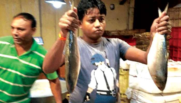 Hilsa: পশ্চিমবঙ্গকে হাসিনা সরকারের পুজো উপহার, রাজ্যে আসছে ২০৮০ মেট্রিক টন ইলিশ