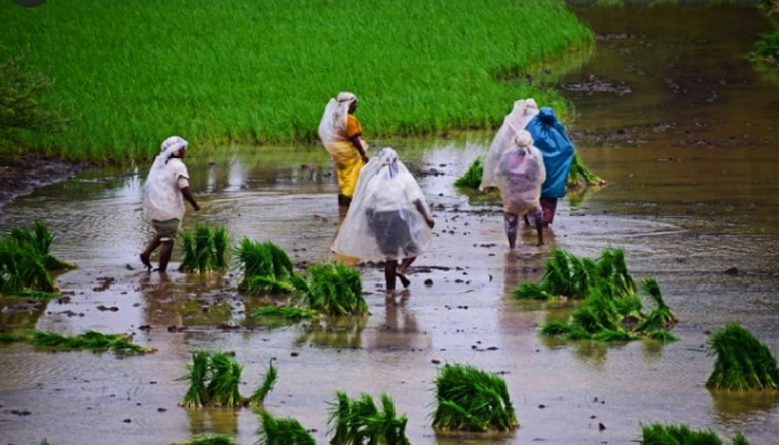 Heavy Rain: দক্ষিণবঙ্গে দুর্যোগের ঘনঘটা! জেলায় জেলায় টানা বৃষ্টিতে বিপর্যস্ত জনজীবন