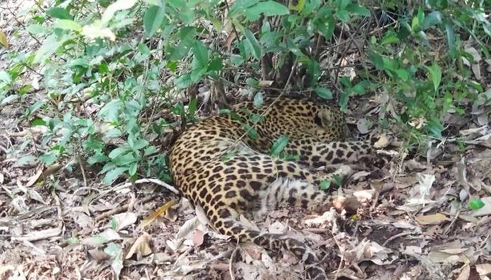 Jhargram: অবশেষে &#039;বাঘবন্দি&#039;, ডিয়ার পার্কের জঙ্গলেই লুকিয়ে ছিল চিতাবাঘ