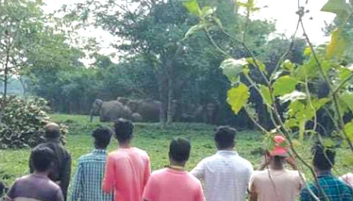 Mal: অতি উত্সাহে কাছাকাছি আসতেই ভয়ঙ্কর ঘটনা, যুবককে শুঁড়ে পেঁচিয়ে পিষে মারল হাতি