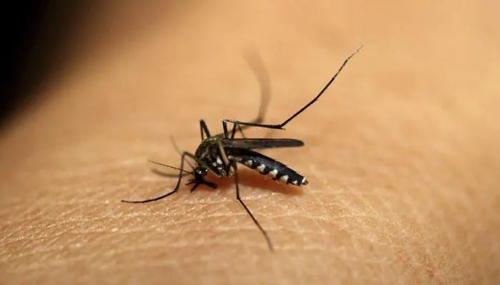 Dengue-Malaria Disease: বাড়ছে ডেঙ্গি-ম্যালেরিয়ার প্রকোপ, ঘরোয়া উপায়ে আগে থেকেই সতর্ক হোন