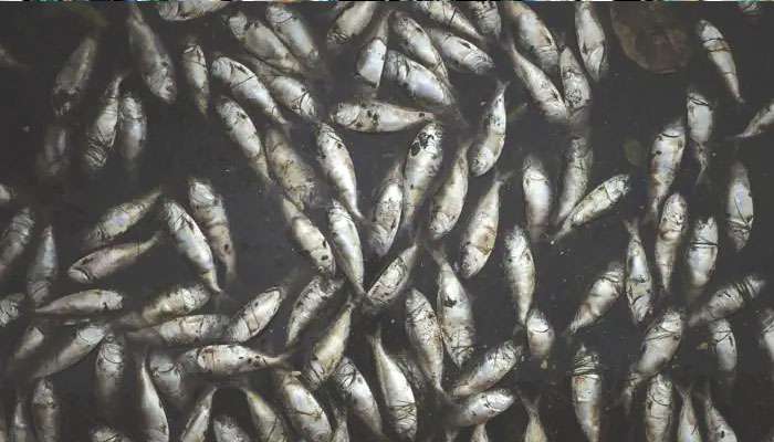 Arunachal: চিনের কারসাজি! আচমকাই কালচে অরুণাচলের কামেং নদী, জলে ভাসছে হাজার হাজার মাছ