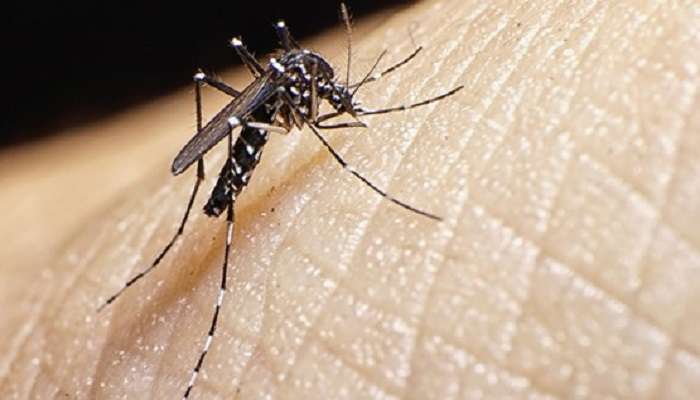 Dengue: হাওড়ায় ডেঙ্গি আক্রান্ত ২২, শিশুর মৃত্যু 
